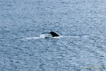 IMG 9833